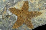 Starfish (Petraster?) Fossil Multiple Plate - Ordovician #100083-3